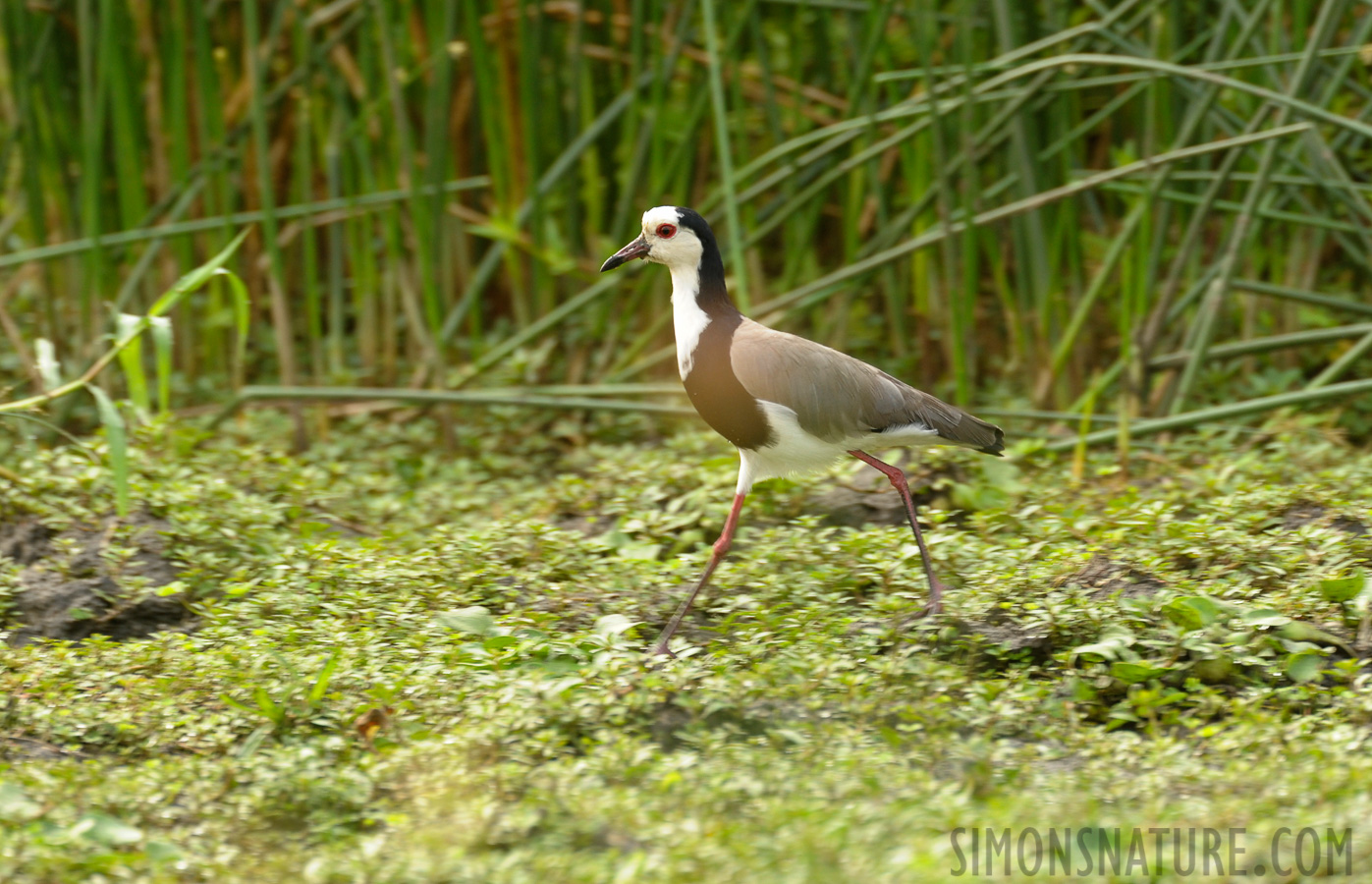 Vanellus crassirostris [550 mm, 1/160 Sek. bei f / 7.1, ISO 800]